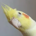 mahdiogameاواتار 