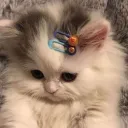 Pishi اواتار 